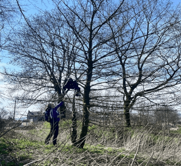 A member of the Elton Round litter-picking team goes on tip-toe with her litter-picker outstretched to reach a large plastic bag hung up in a tree overhead.