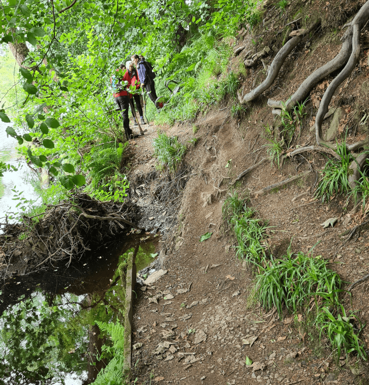 The team gather just beyond the point where this path through Goose Nest Wood has collapsed into the river, with a steep mass of roots preventing anyone from walking across with ease.