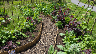 Vegetables grow on either side of a curving woodchip pathway through the community-maintained gardens of Machynlleth.