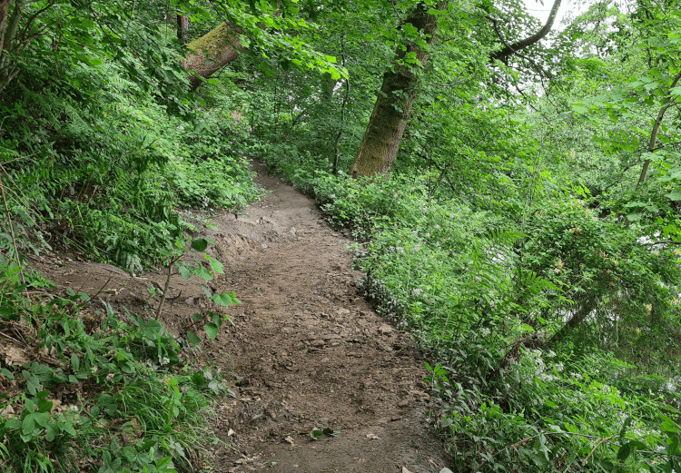 This path through Goose Nest Woods has been cleared of overgrowth and properly levelled, with a cut-in border.