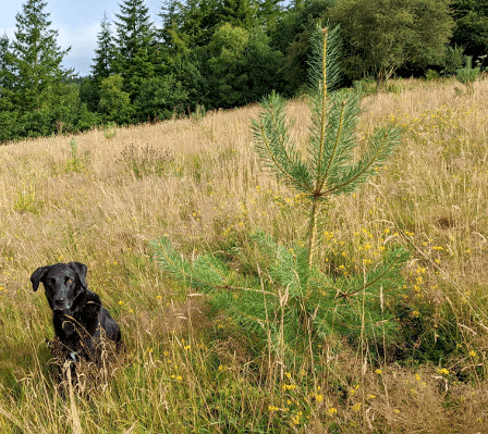 A labrador sits beside a pine sapling in its second year of growth.