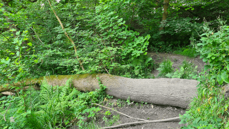 A fallen tree lies across a woodland path, making it impassible for many.